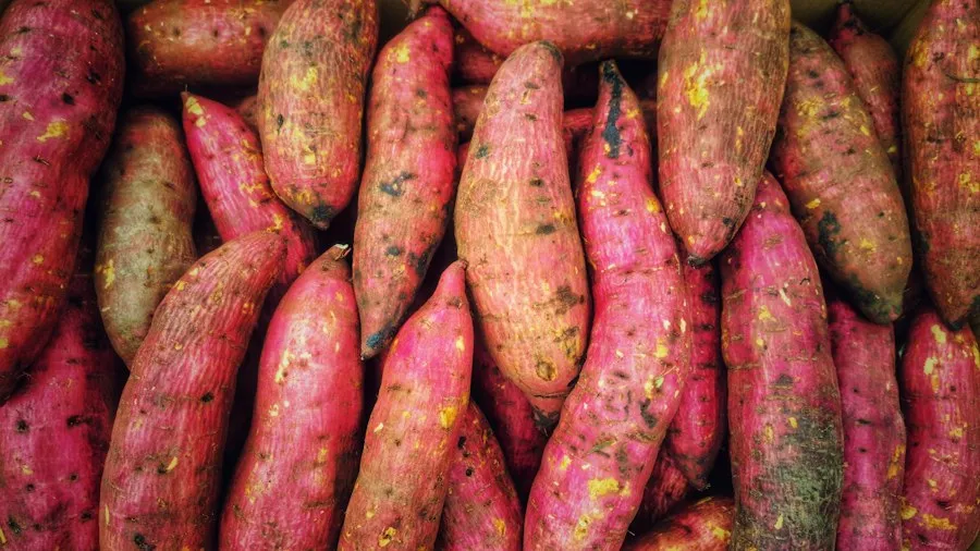 Batata-doce