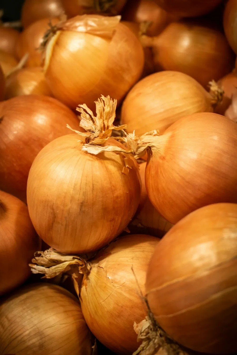 Cebola